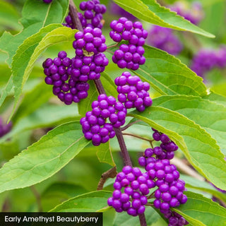 For the Birds Shrub Collection