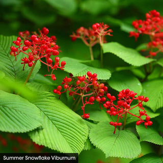 For the Birds Shrub Collection