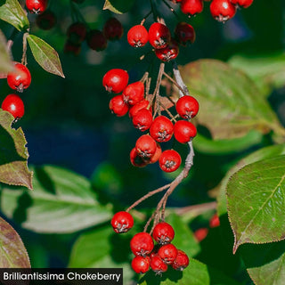 For the Birds Shrub Collection