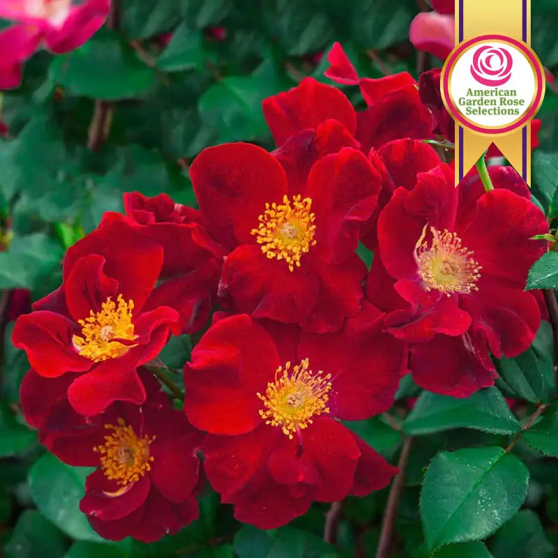 Top Gun™ Shrub Rose