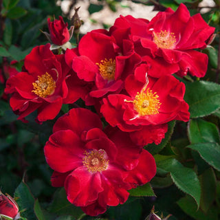 Top Gun™ Shrub Rose