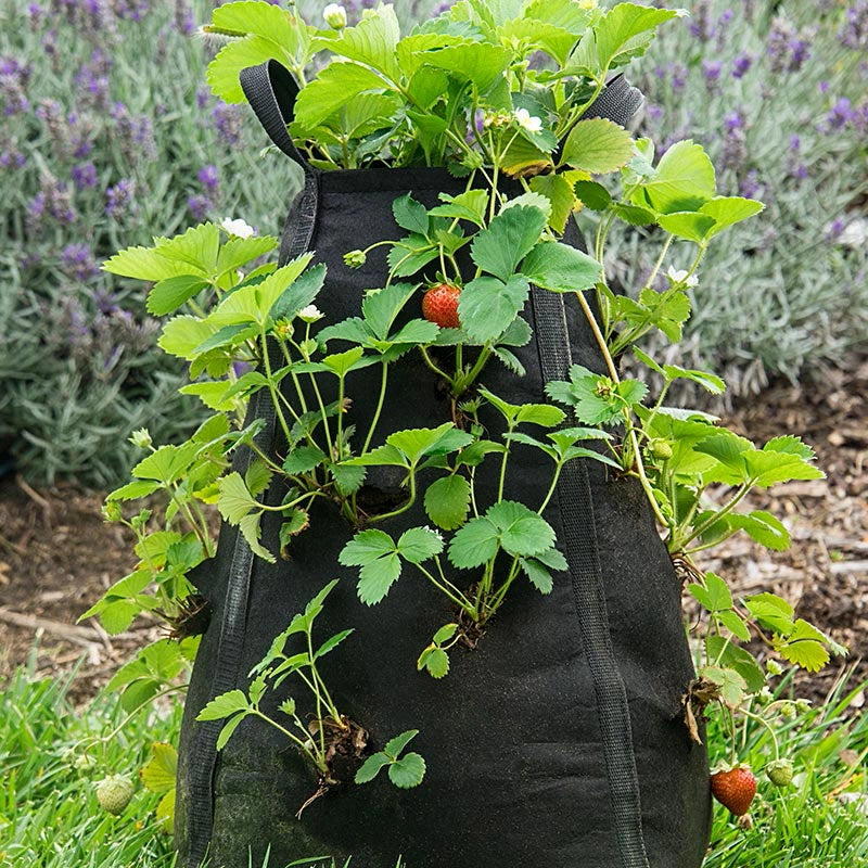 pot for strawberry plant Grow Tub Strawberry Pyramid 3.5 Gal