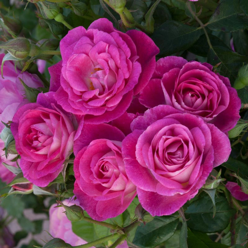 Easy to Please Rose - Shop Tree Roses | Spring Hill Nurseries