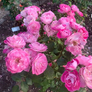 Easy to Please® Rose