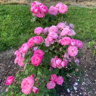 Easy to Please® Rose