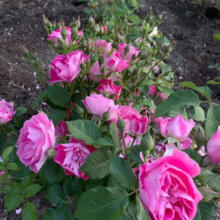 Easy to Please® Rose