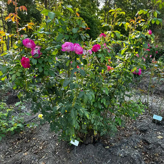 Easy to Please® Rose