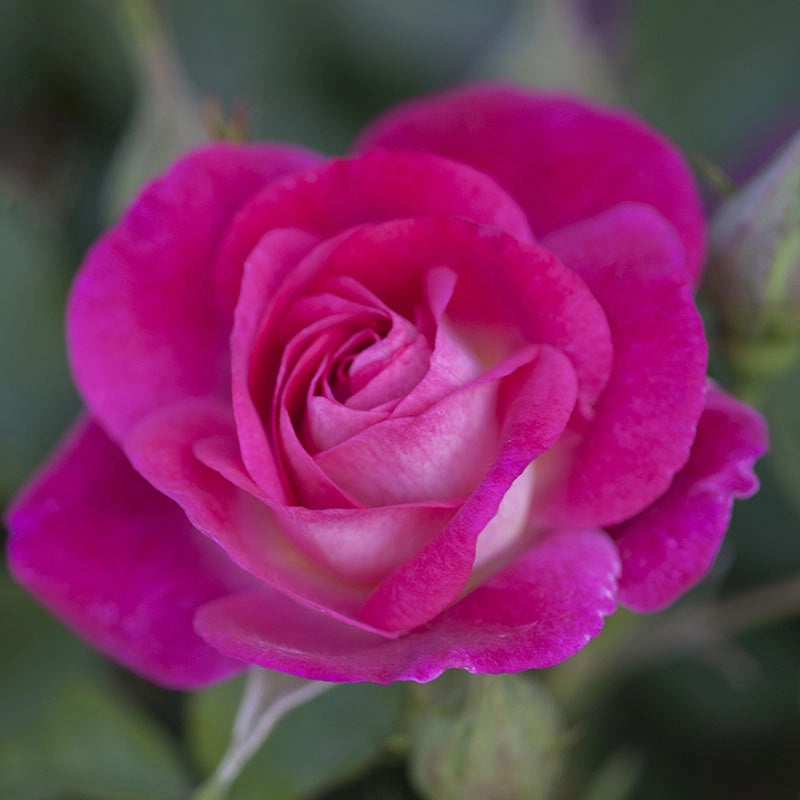 Easy to Please® Rose