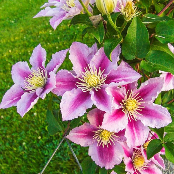 Piilu Clematis | Large – Flowered Clematis