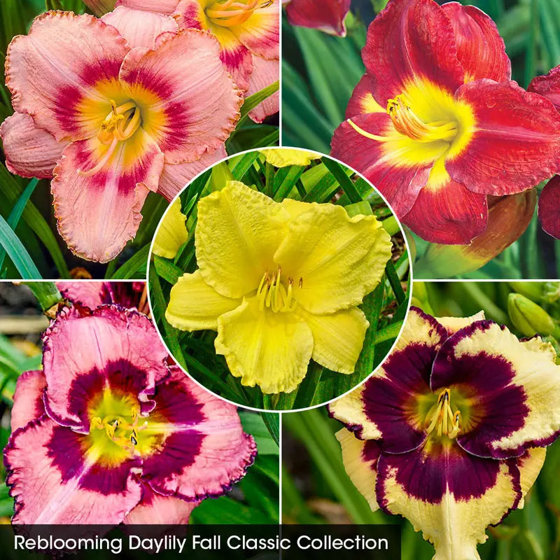 Reblooming Daylily Fall Classic Collection