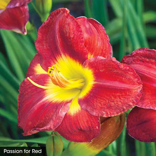 Reblooming Daylily Fall Classic Collection