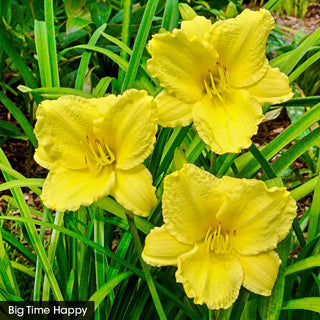 Reblooming Daylily Fall Classic Collection