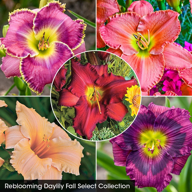 Reblooming Daylily Fall Select Collection