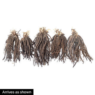 Reblooming Daylily Fall Select Collection