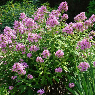 Tall Phlox Jeana