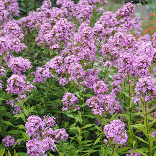 Tall Phlox Jeana