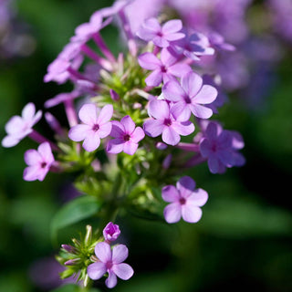 Tall Phlox Jeana