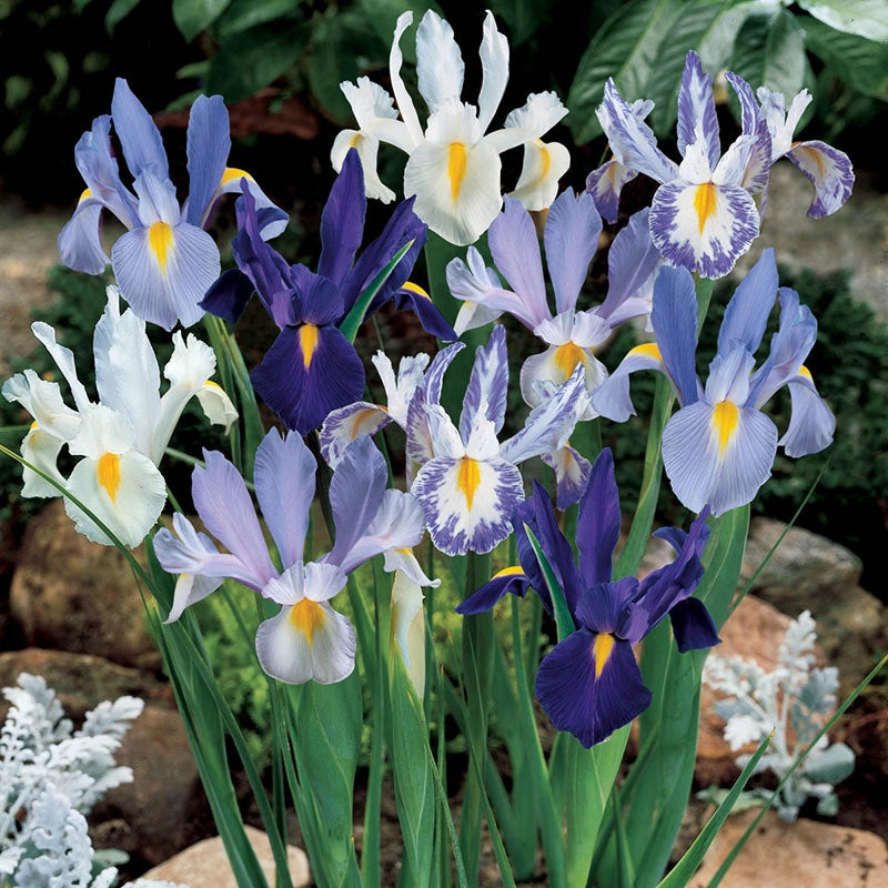 Delft Blue Dutch Iris Mix