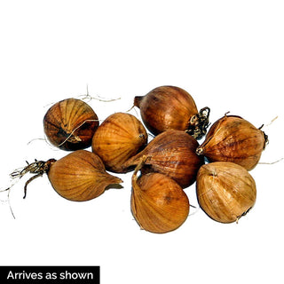 Delft Blue Dutch Iris Mix