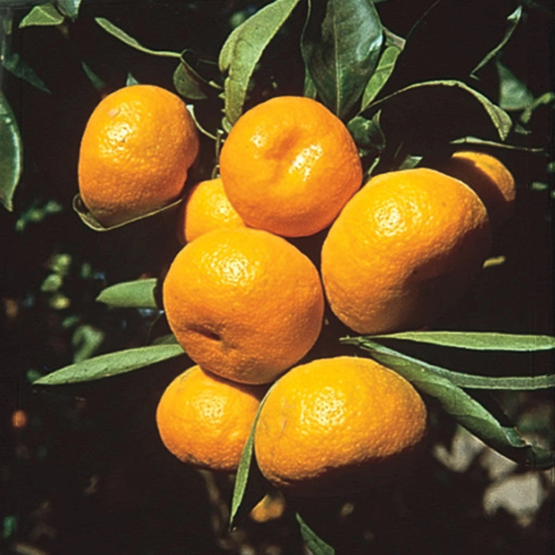 Citrus Cleopatra Mandarin Tree