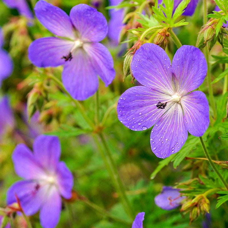 Blue Fusion Hardy Geranium | Spring Hill Nurseries