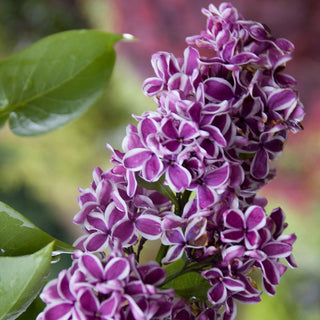 Sensation Lilac Shrub