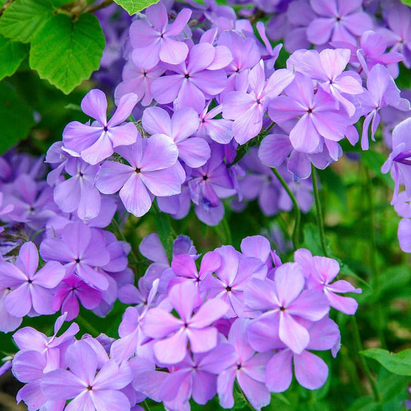 Blue Moon Phlox