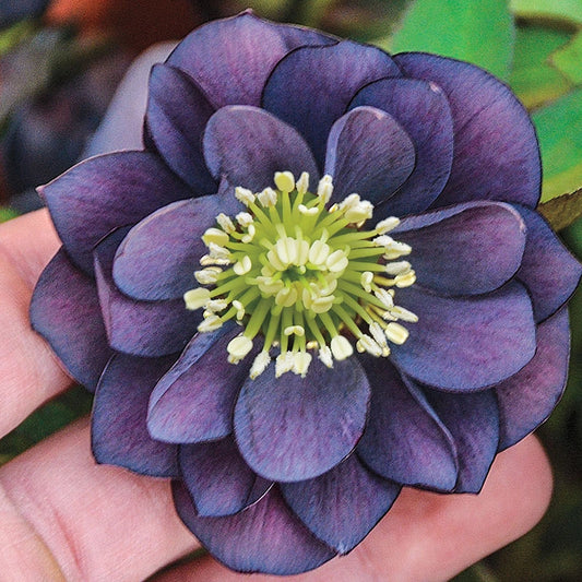 HOUSE OF LOTUS ピンタック くるみボタン パープル レース M Dashing Groomsmen Lenten Rose | Spring Hill Nurseries