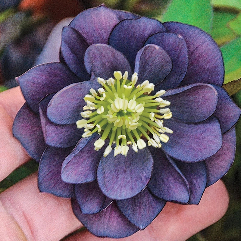 Dashing Groomsmen Lenten Rose