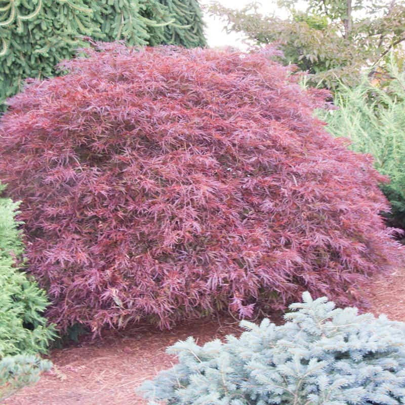 Final Fire - Pacific Rim Maples  Spring Hill – Spring Hill Nursery