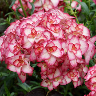 Miss Saori Hydrangea