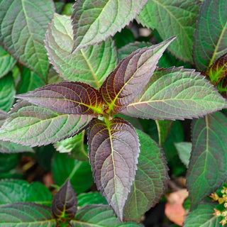 Miss Saori Hydrangea