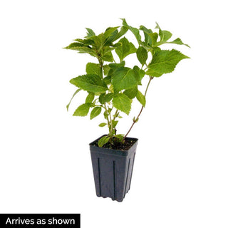 Miss Saori Hydrangea