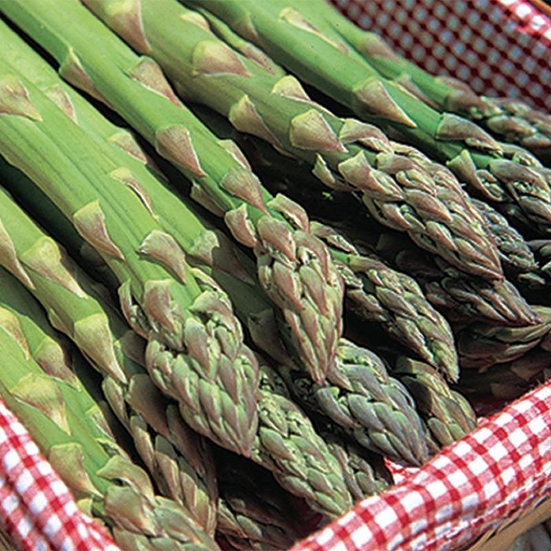 Jersey Supreme Asparagus