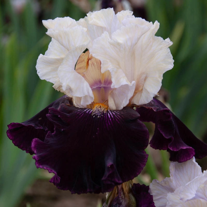 Twist Of Sheree Reblooming Bearded Iris