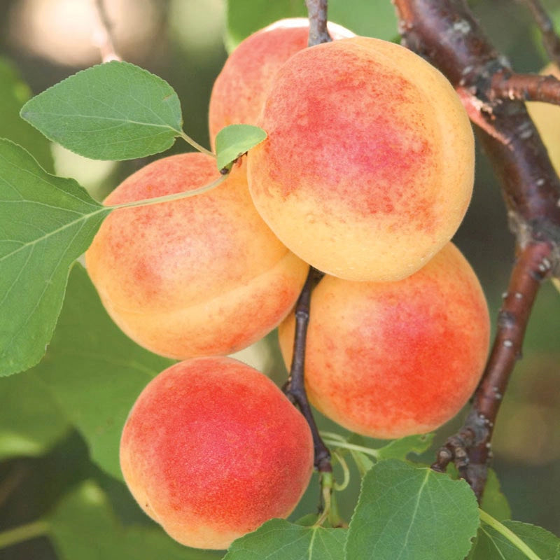 Apricot Sugar Pearls™ Reachables® Fruit Tree