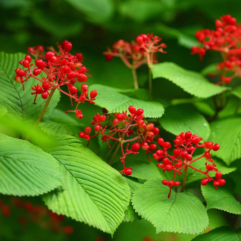 Summer Snowflake Viburnum