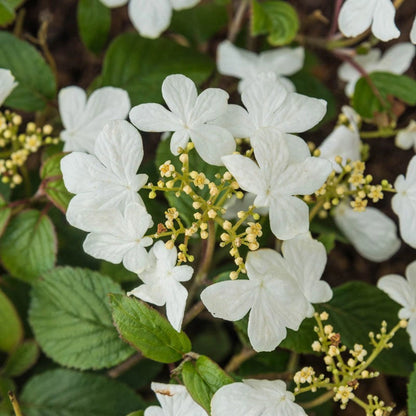 Summer Snowflake Viburnum