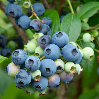 Blueberry Ka-Bluey