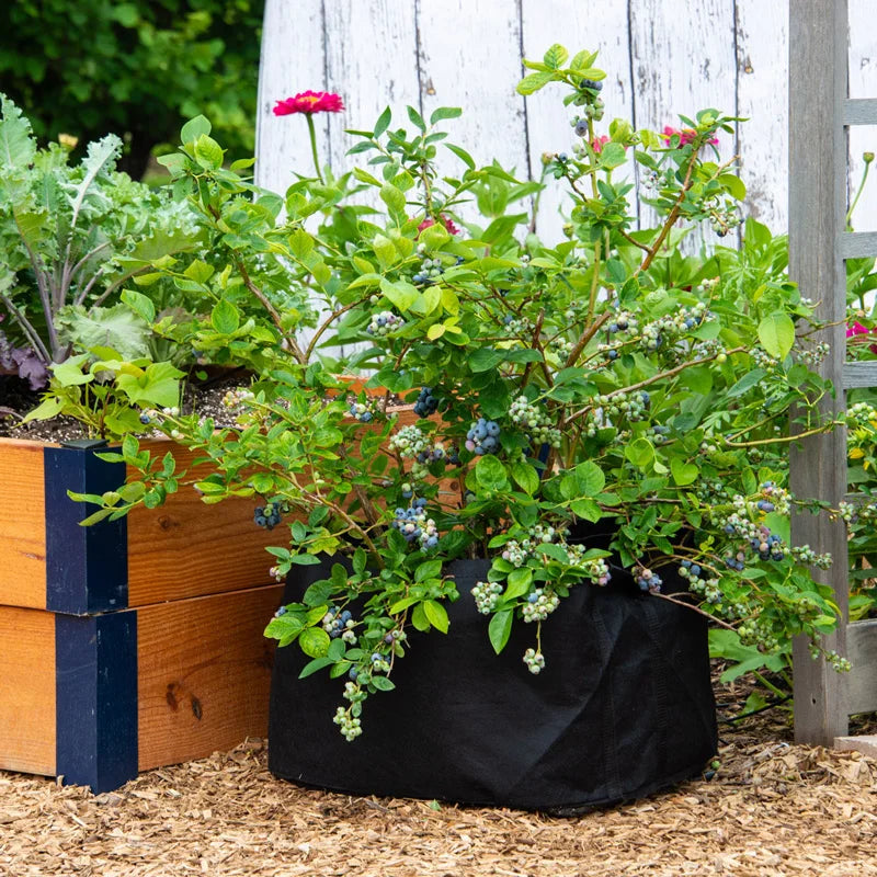 pot plant bluey Blueberry Ka-Bluey – Spring Hill Nurseries