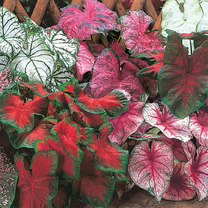 Mixed Caladiums