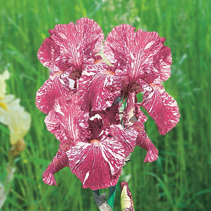 Baboon Bottom Bearded German Iris