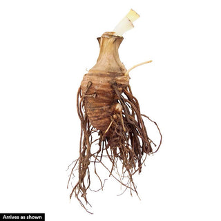 Baboon Bottom Bearded German Iris