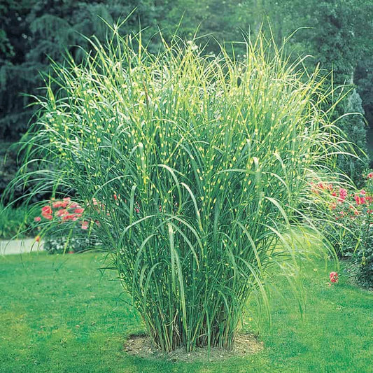 can you plant zebra grass in a pot Zebra Grass