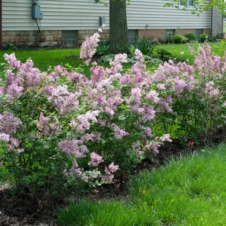 Josee Reblooming Lilac Shrub