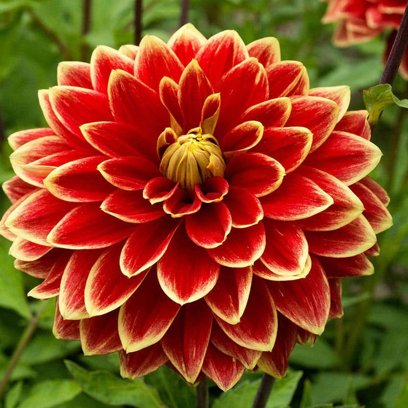 Caballero Dahlia