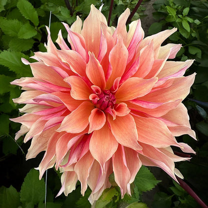 Labyrinth Dinnerplate Dahlia – Bulbs | Spring Hill Nurseries – Spring ...