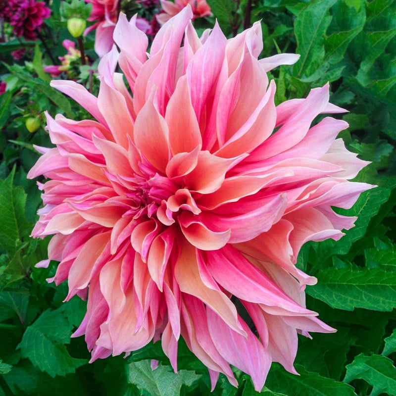 Labyrinth Dahlia