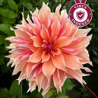 Labyrinth Dahlia