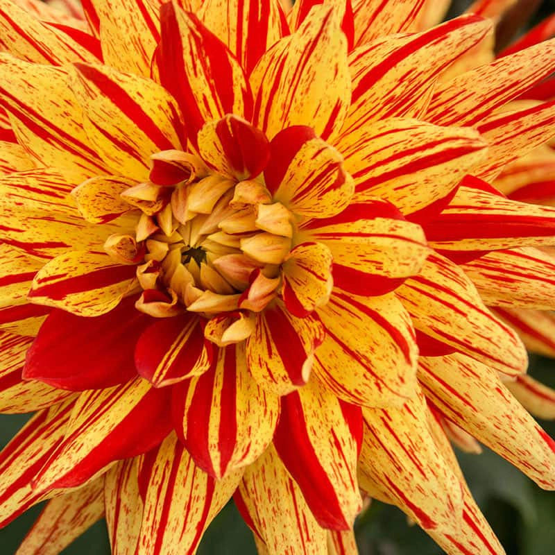 Lisonette Dahlia